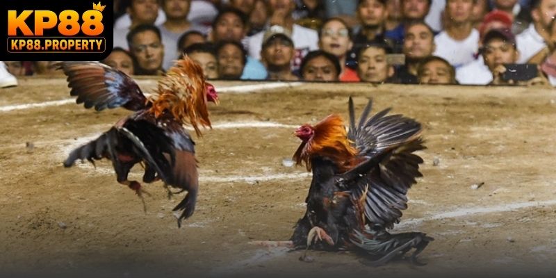 Bí quyết quan sát phong độ khi theo dõi các trận đá gà Thomo trực tiếp